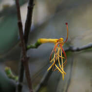 Plancia ëd Pedistylis galpinii (Schinz ex Sprague) D. Wiens