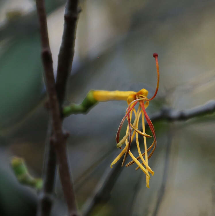 Plancia ëd Pedistylis galpinii (Schinz ex Sprague) D. Wiens