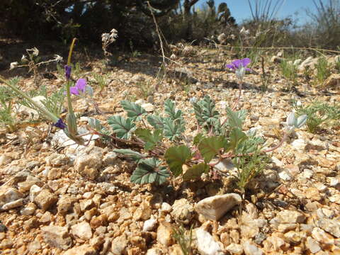 Image of Texas stork's bill