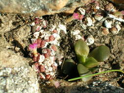 Image of Conophytum obcordellum subsp. rolfii (De Boer) S. A. Hammer