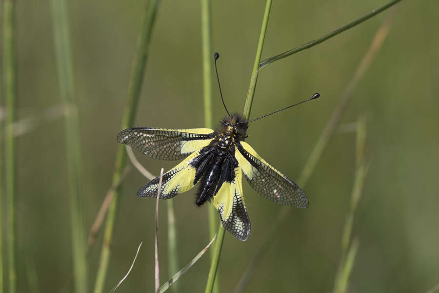 Image of Owly sulphur