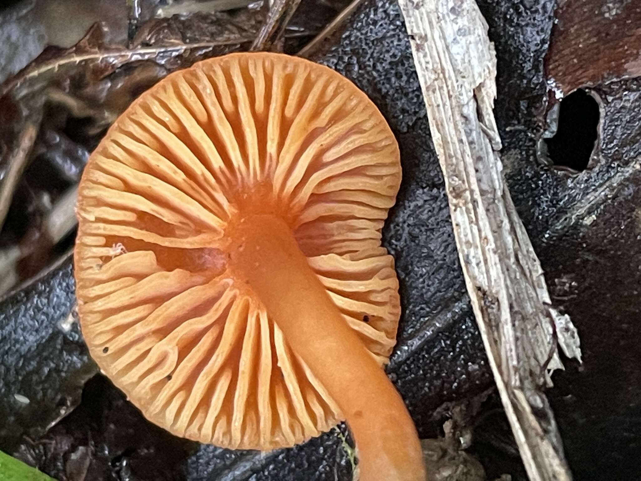 Plancia ëd Hygrocybe suzukaensis (Hongo) Hongo 1982