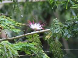 Image of Calliandra pittieri Standl.