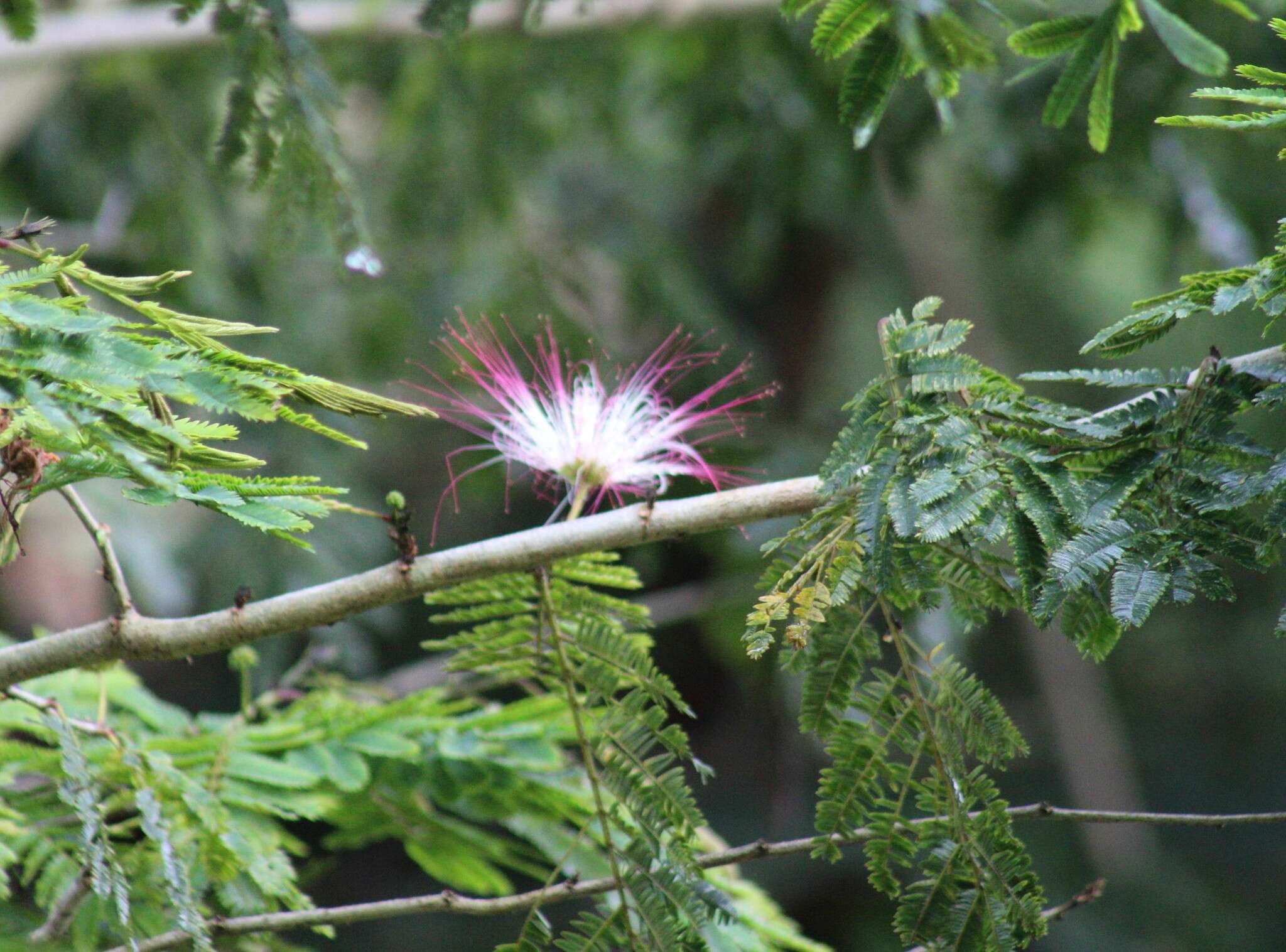 Imagem de Calliandra pittieri Standl.