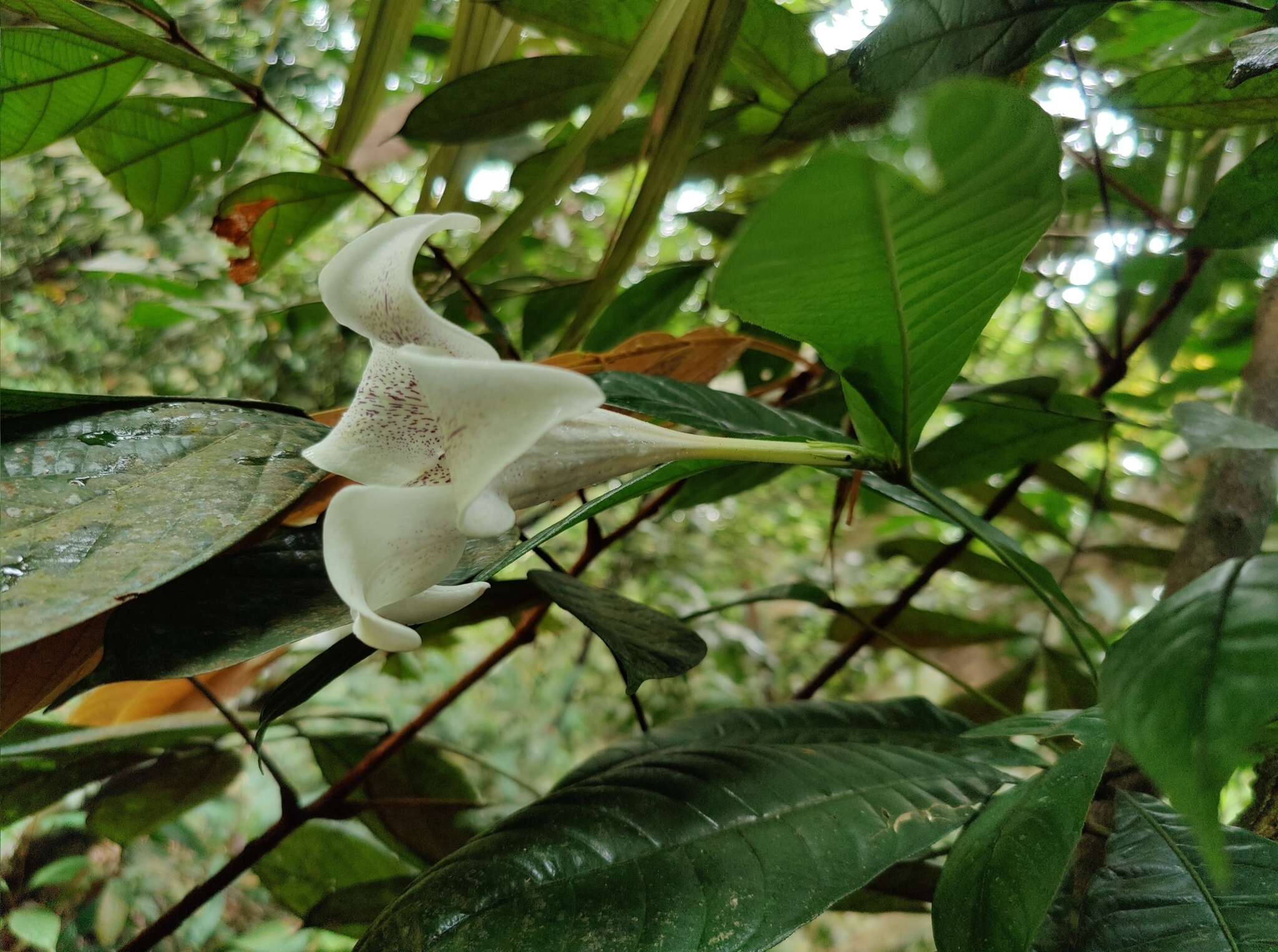 Image of Rothmannia macrophylla (Hook. fil.) Bremek.