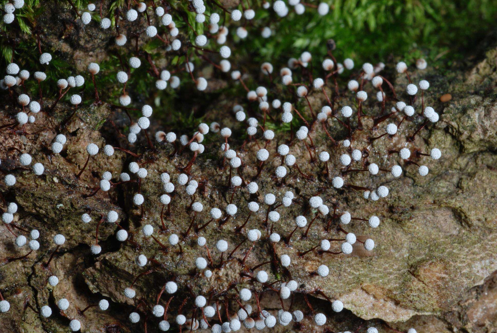 Image of Physarum pusillum