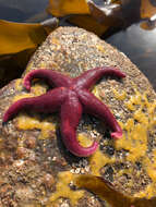 Image of Bloody Henry starfish