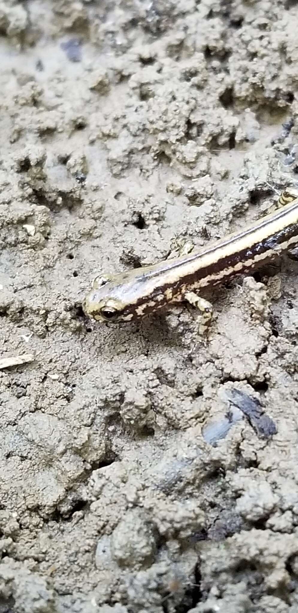 Image of Three-lined Salamander