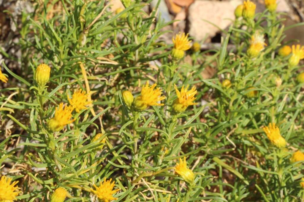 Image of Pteronia pallens L. fil.