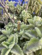 Image of Callophrys xami xami