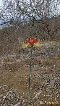 Image of Eucrosia bicolor Ker Gawl.