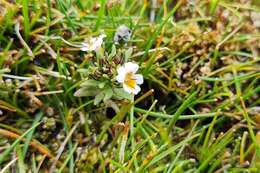 Imagem de Euphrasia antarctica Benth.