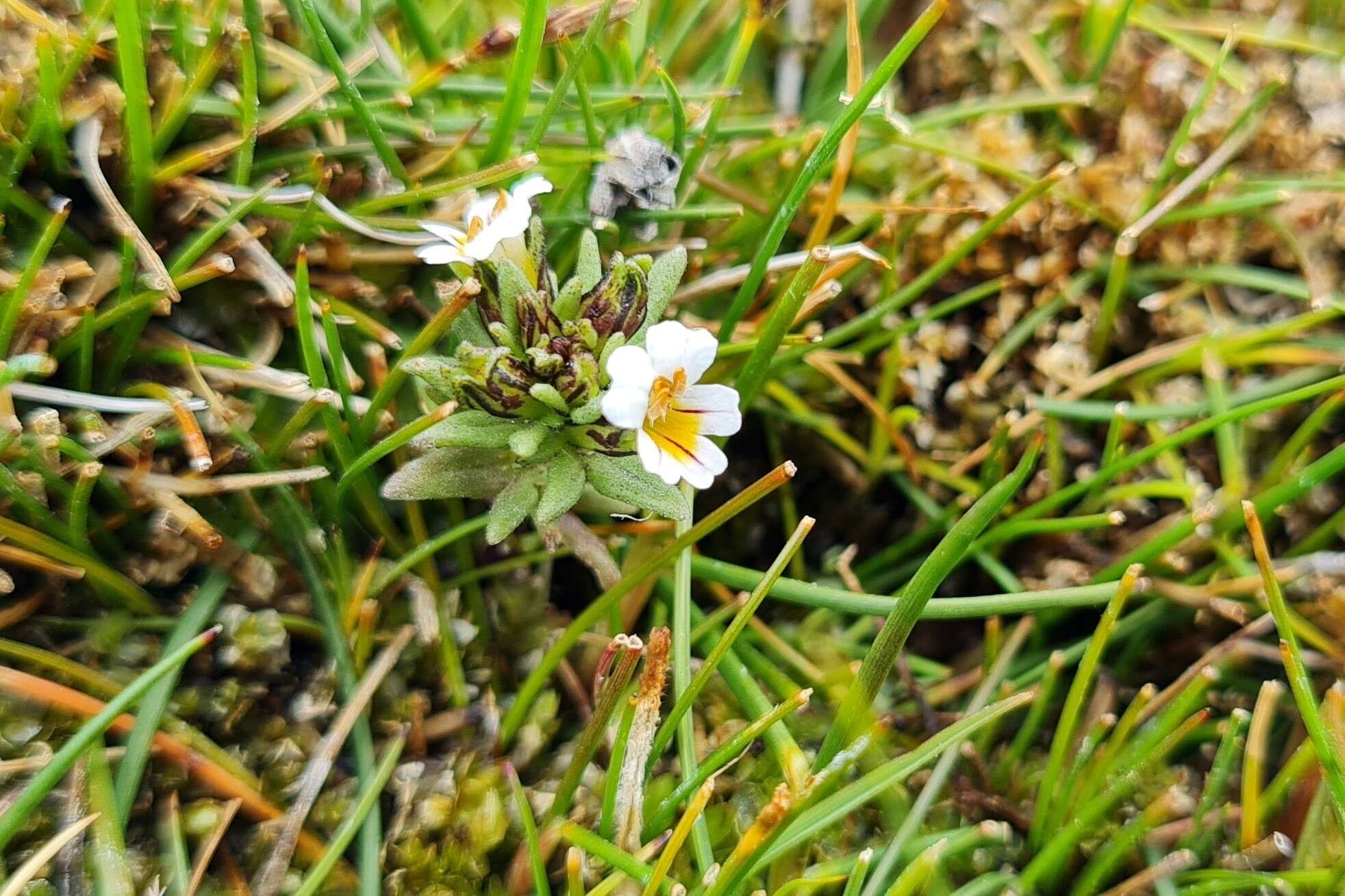 Imagem de Euphrasia antarctica Benth.