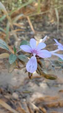 Image of Barleria seyrigii Benoist