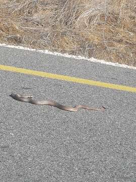 Image of Eastern Montpellier Snake