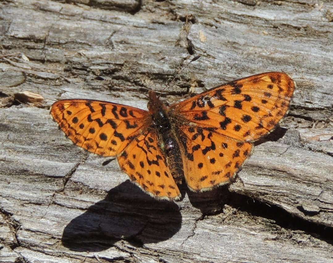 Image of Western Meadow Fritillary