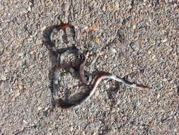 Image of Argentinian Coral Snake