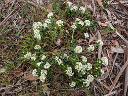 Image of Pimelea humilis R. Br.