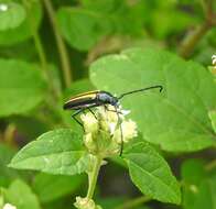 Image of Lophalia cyanicollis (Dupont 1838)