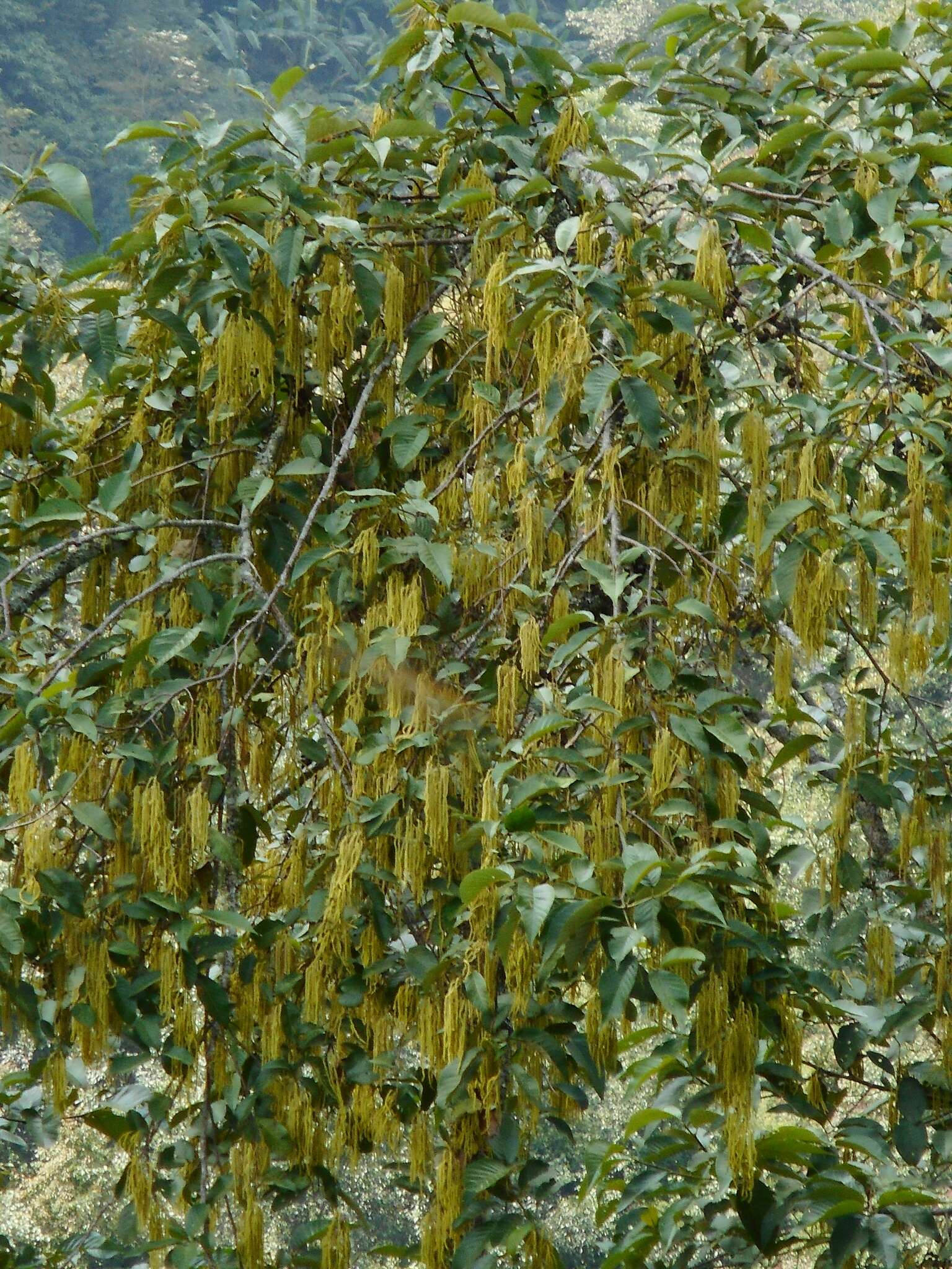 Plancia ëd Alnus nepalensis D. Don