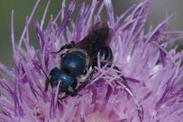 Image de Osmia chalybea Smith 1853