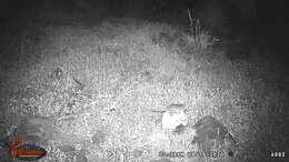 Image of Mexican woodrat