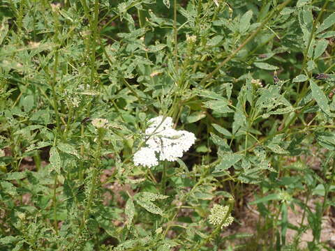 Image of western yarrow