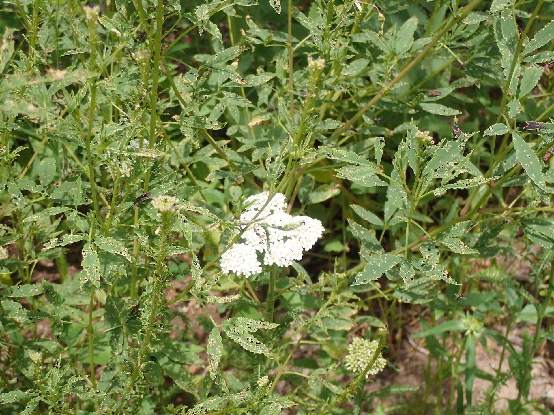 Image of western yarrow