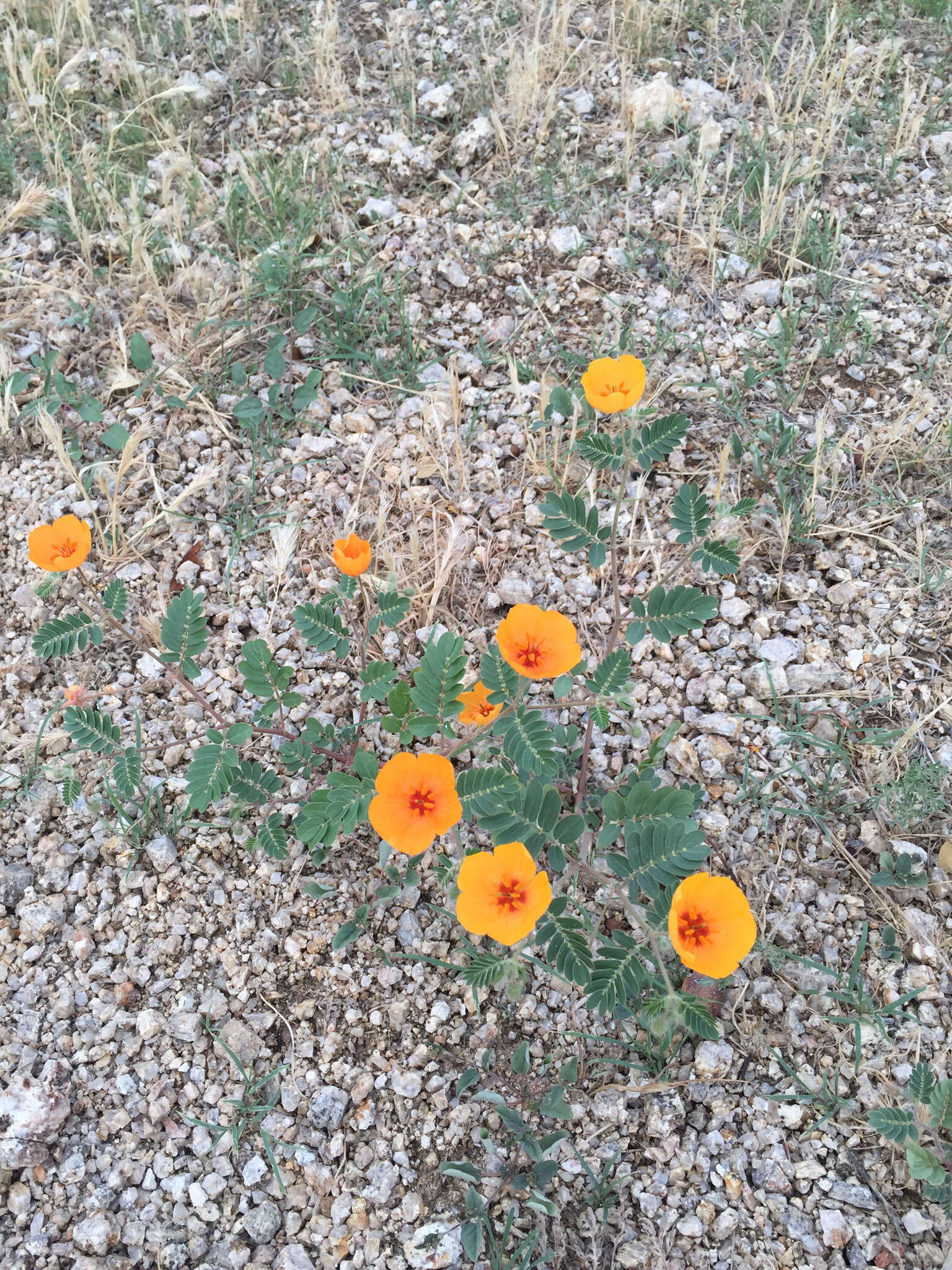 Image of Arizona poppy