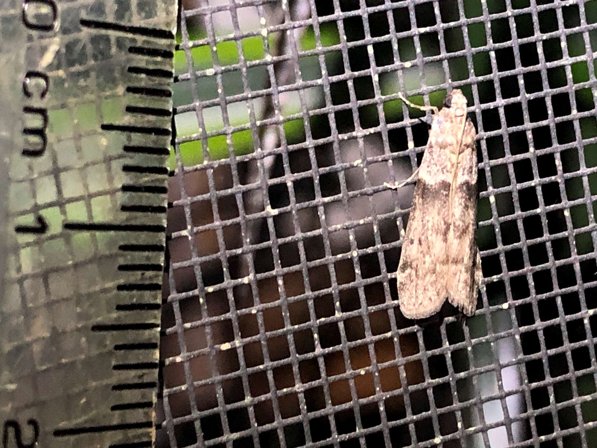 Image of Mediterranean Flour Moth