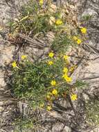 Image of sickleleaf silkgrass