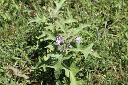 Imagem de Solanum dimidiatum Rafin.