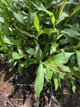 Image of Greata's aster