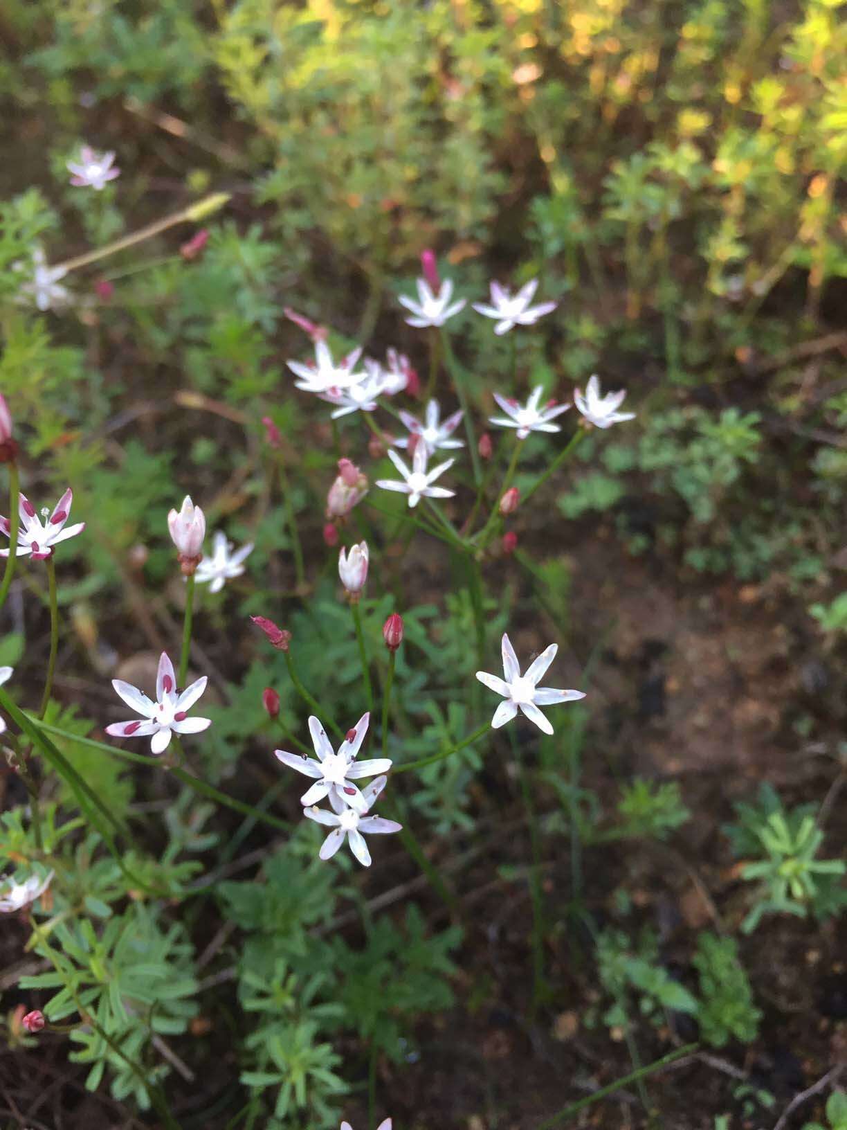 Image of Strumaria tenella subsp. tenella