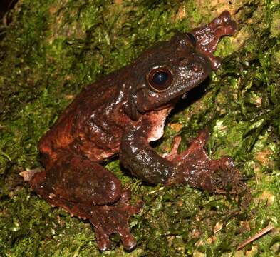 Image of Ecnomiohyla salvaje (Wilson, McCranie & Williams 1985)