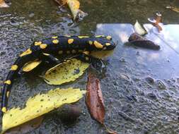 Image de Salamandra salamandra terrestris Lacépède 1788