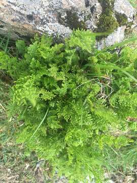 Image of parsley fern