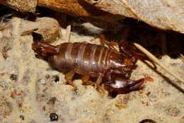 Euscorpius lesbiacus Tropea, Fet, Parmakelis, Kotsakiozi, Stathi & Zafeiriou 2020 resmi