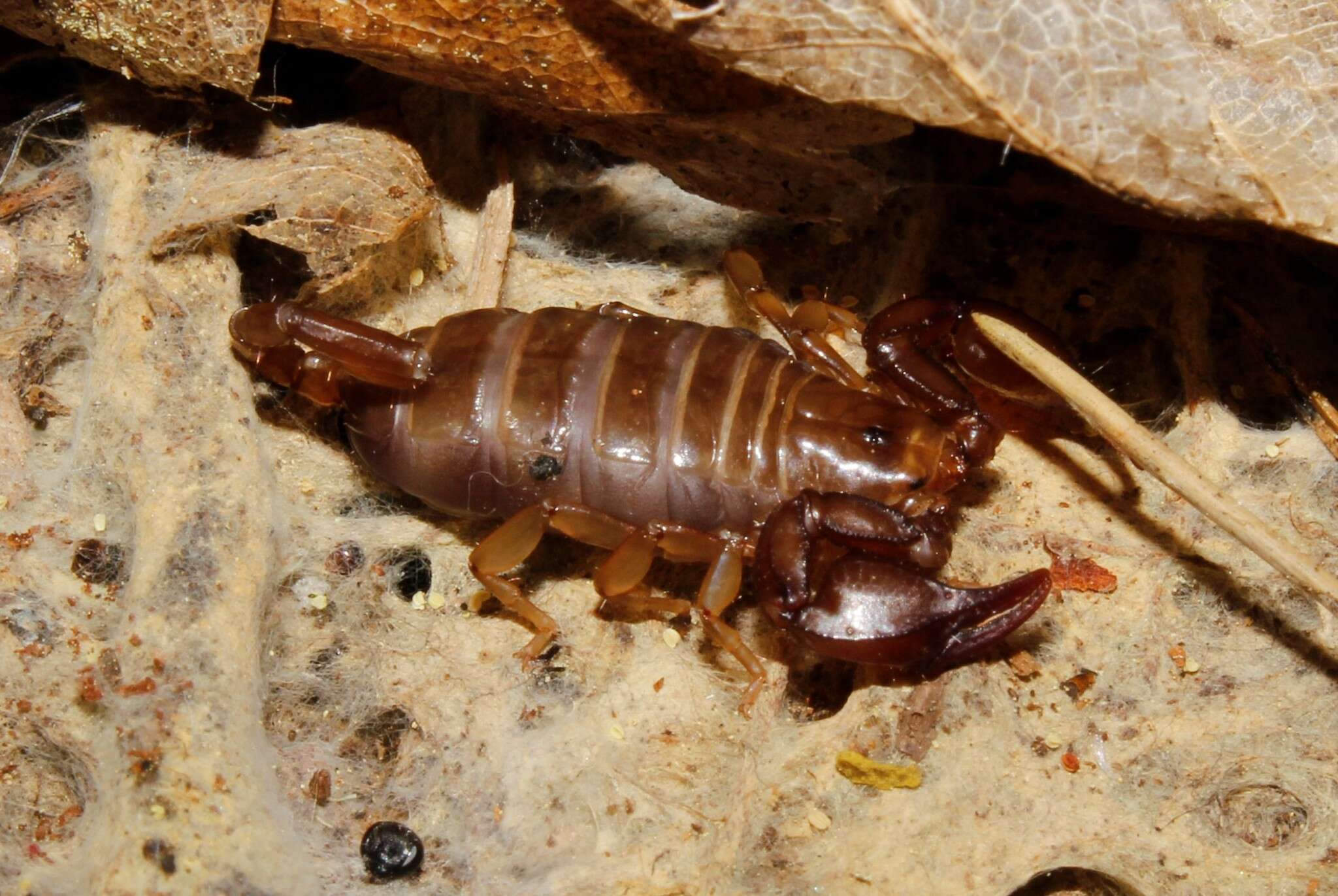 Euscorpius lesbiacus Tropea, Fet, Parmakelis, Kotsakiozi, Stathi & Zafeiriou 2020 resmi