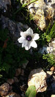 Imagem de Anemone coronaria L.