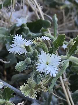 Image of Schizopetalon walkeri Sims