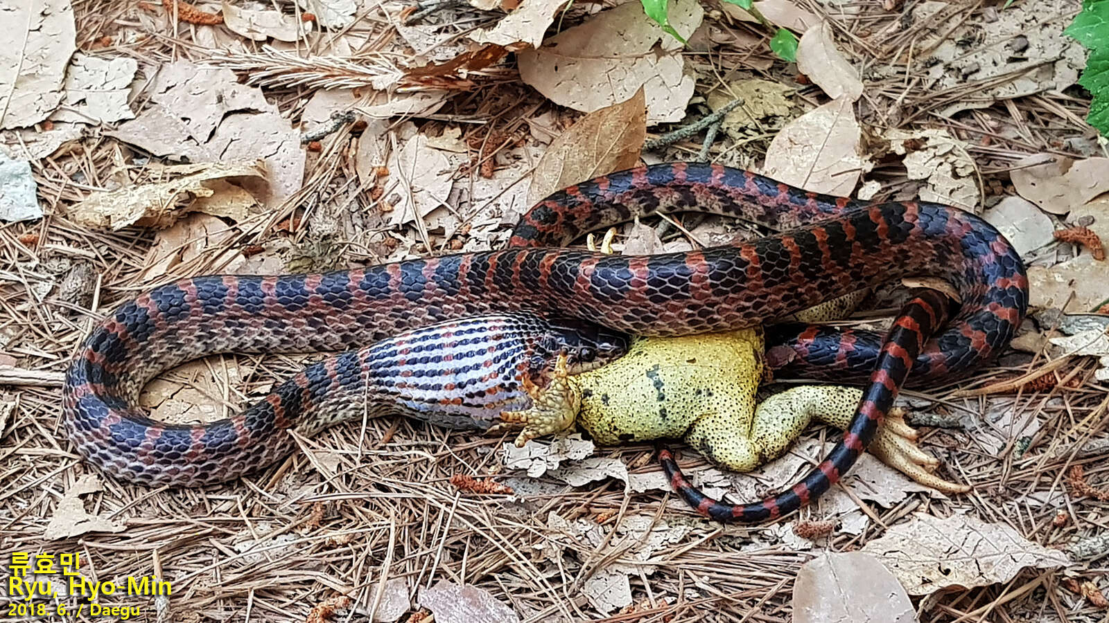 Image de Lycodon rufozonatus Cantor 1842