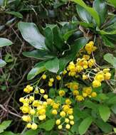 Image of Berberis hallii Hieron.