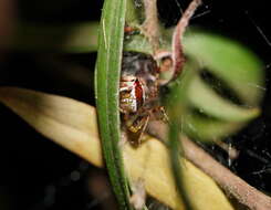 Image of Theridion pyramidale L. Koch 1867