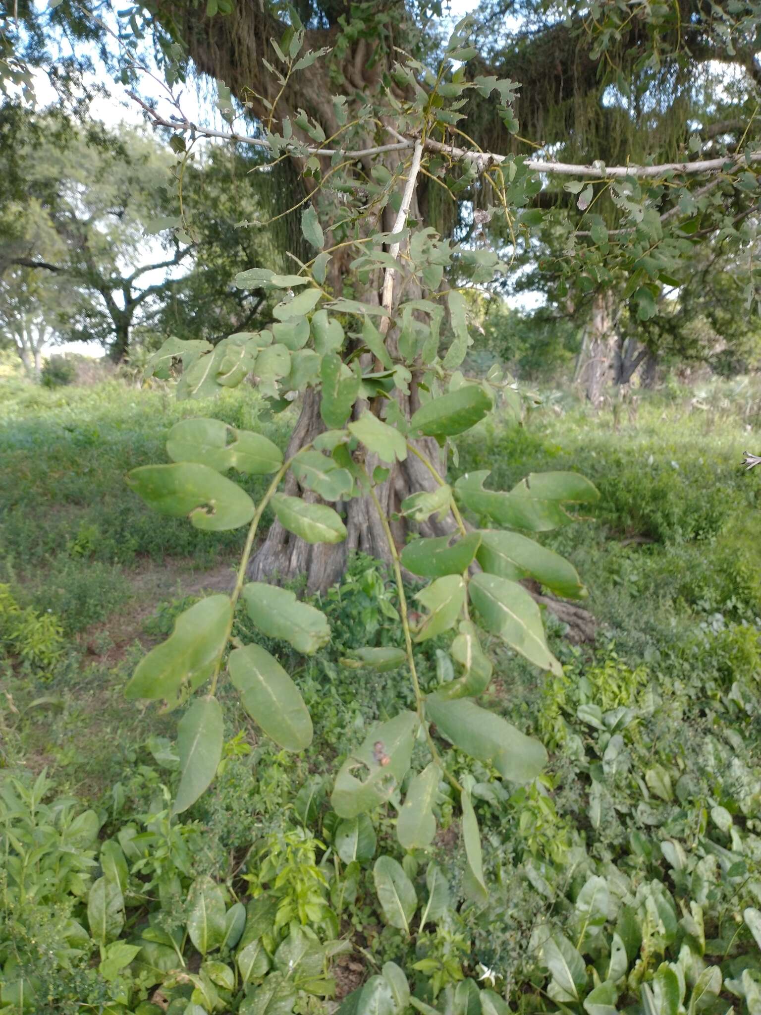 Image of Geoffroea spinosa Jacq.