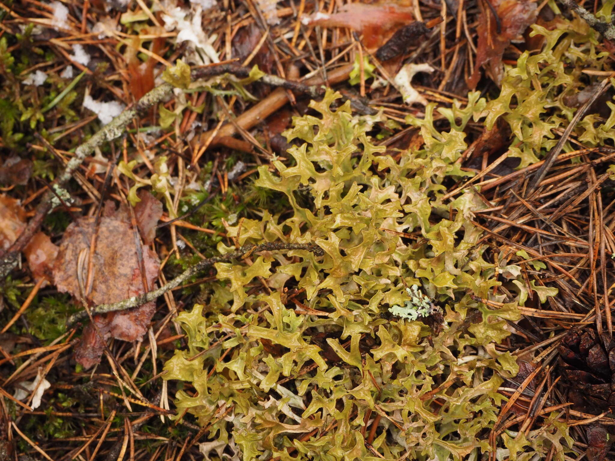 Image of Cetraria lichens