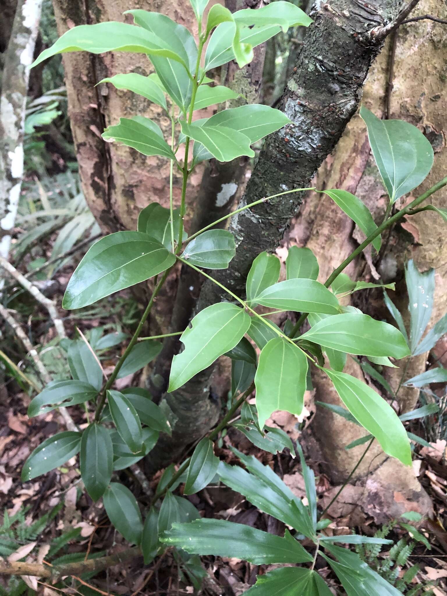 Image de Cinnamomum osmophloeum Kaneh.