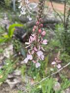 Image de Stylidium lowrieanum S. Carlquist