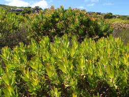 Image de Leucadendron laureolum (Lam.) Fourc.