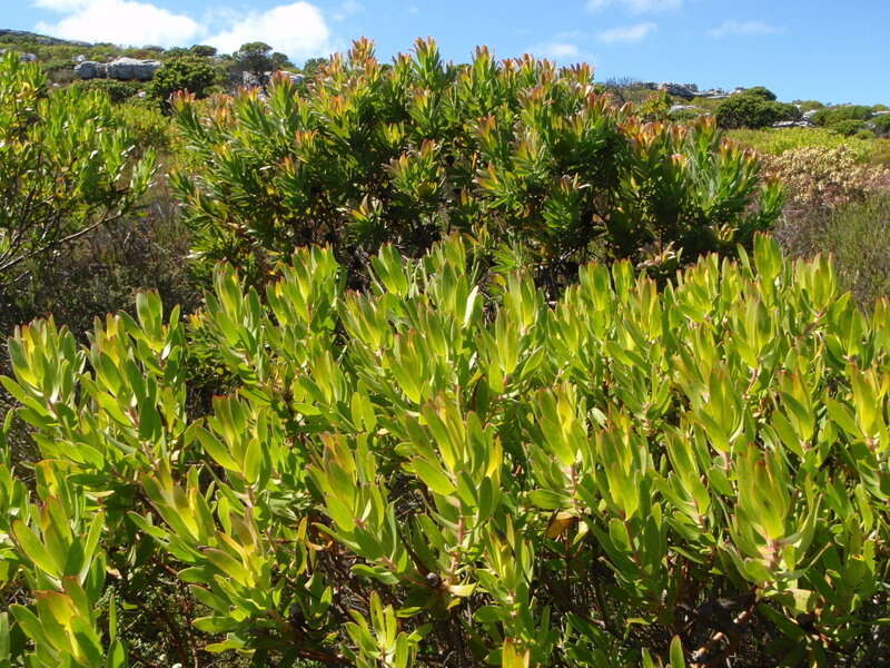 Image de Leucadendron laureolum (Lam.) Fourc.